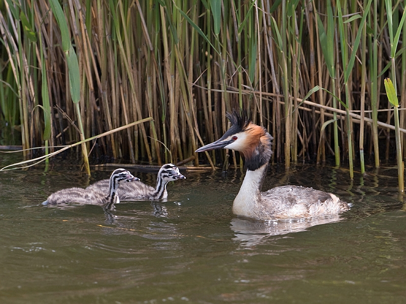 Podiceps cristatus Fuut Great Crsted Grebe